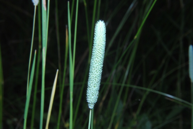 Graminacea - Phleum sp.